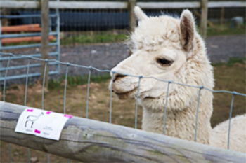 An alpaca in a pen, with the Makaton symbol for Alpaca